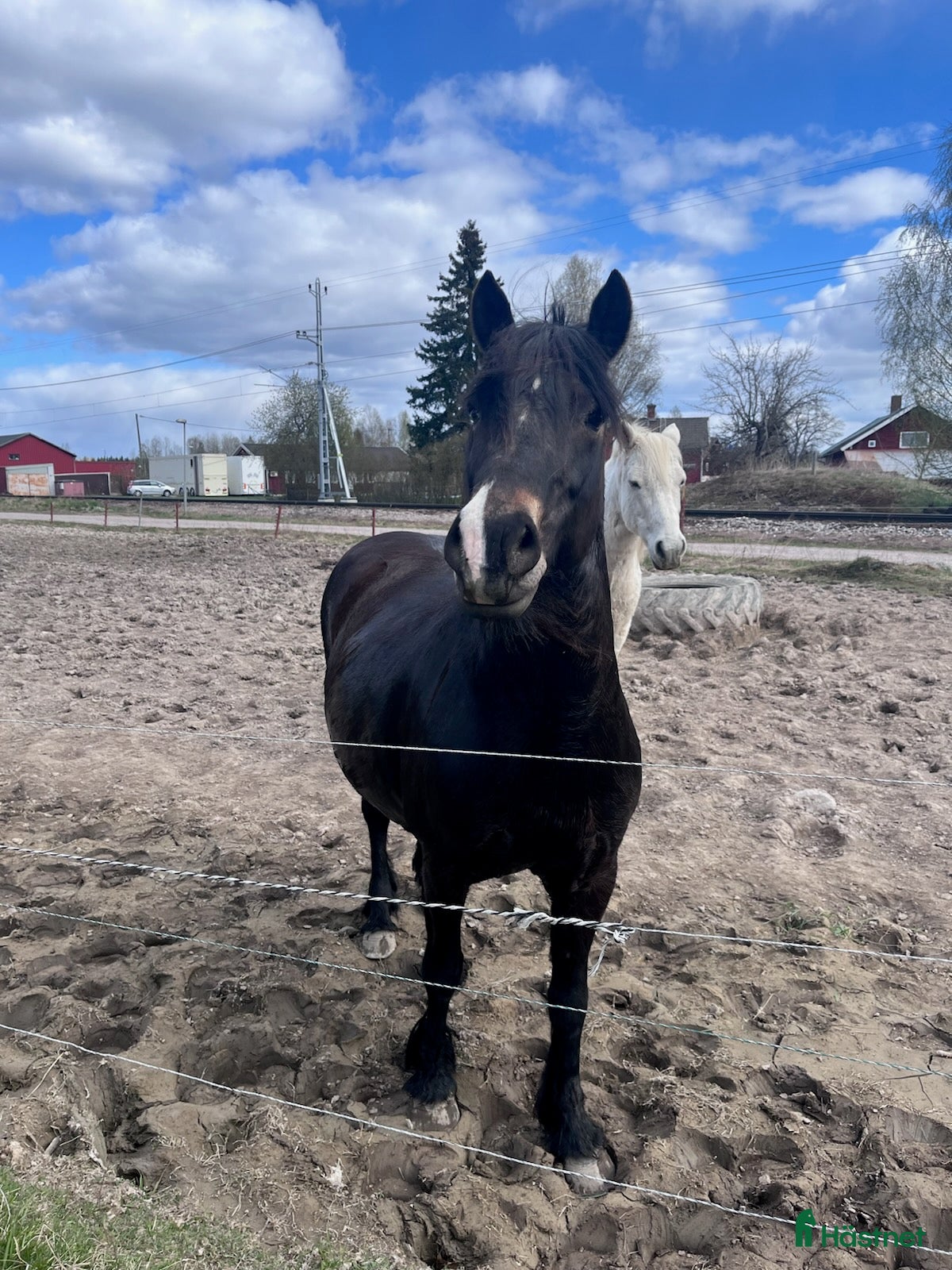  hästar Piggt kallblodssto  - Annons 4