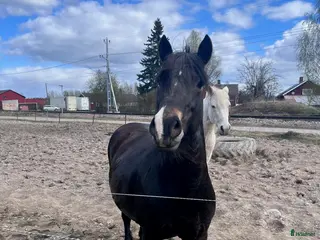 hästar Piggt kallblodssto - Annons 4