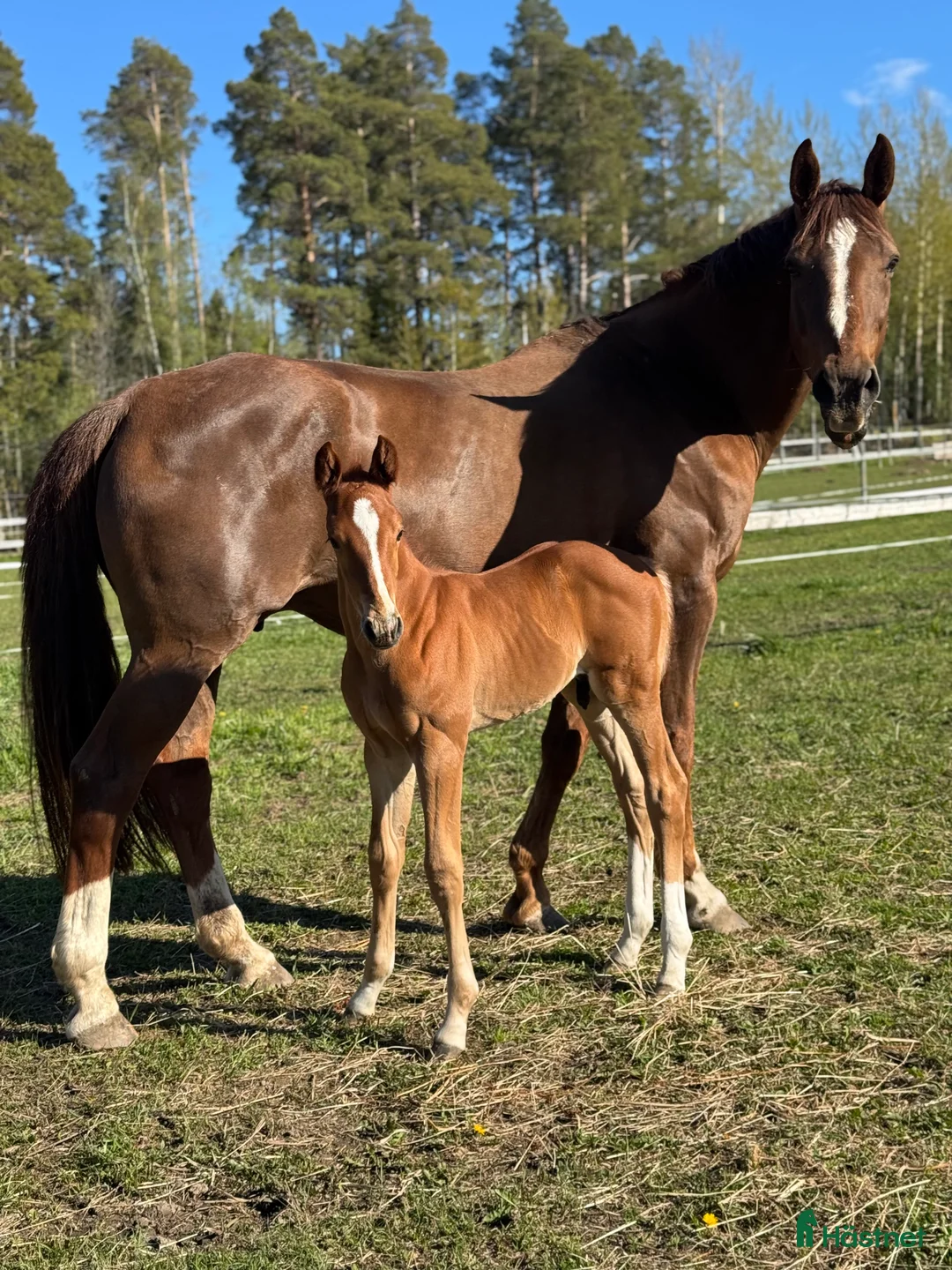 Avelshästar hästar till salu: 🧡 Avelssto med toppstam! 🧡 i Hackås - Annons 5
