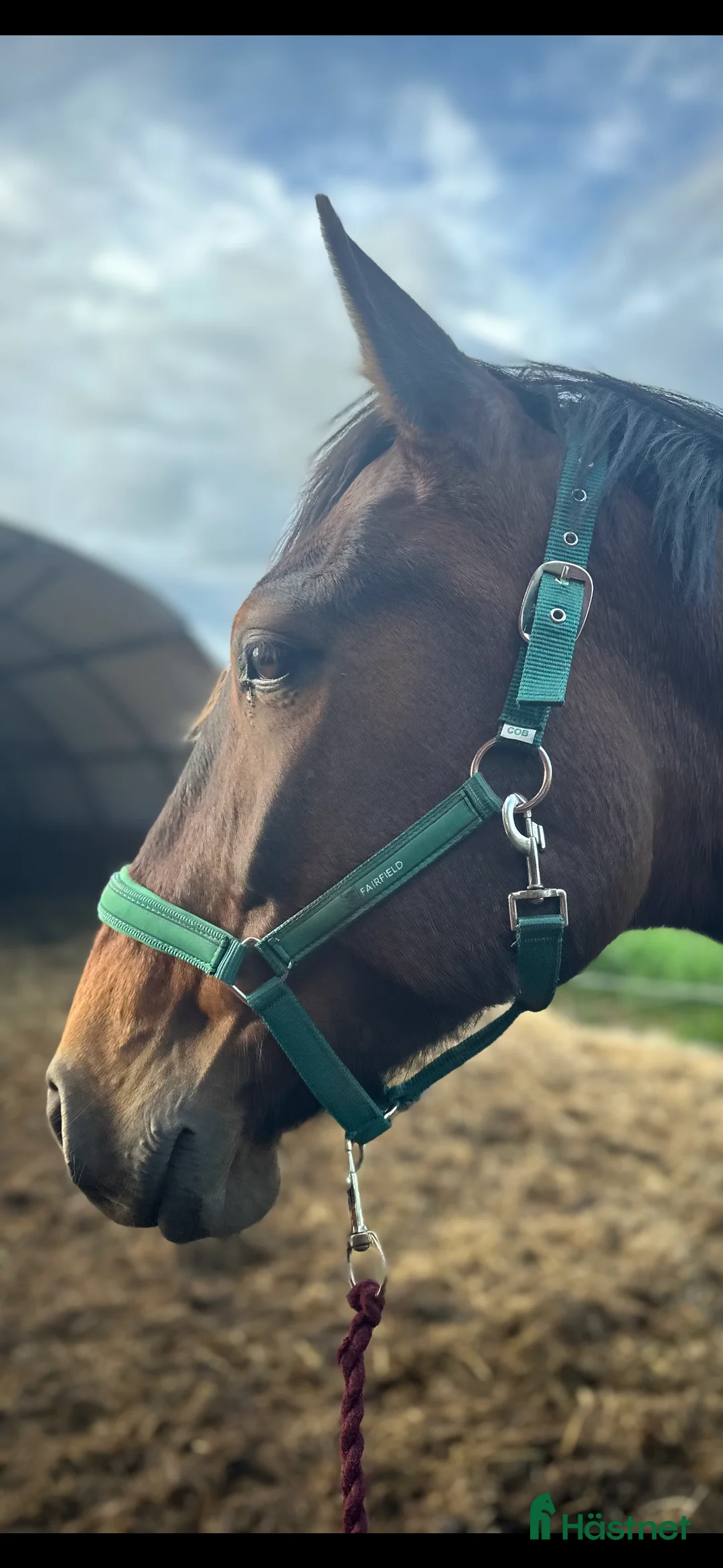 Sällskap hästar till salu: Fantastisk valack  - Annons 2