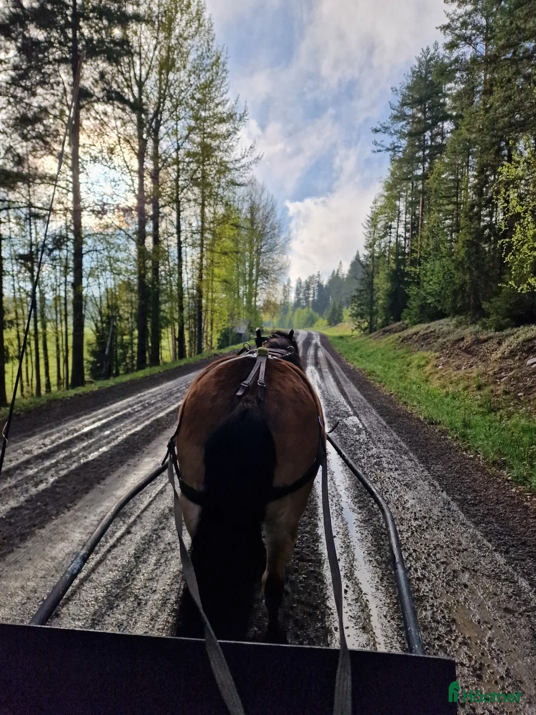 Allround hästar till salu: Talangfullt russ *TINGAD* i Vitå - Annons 5