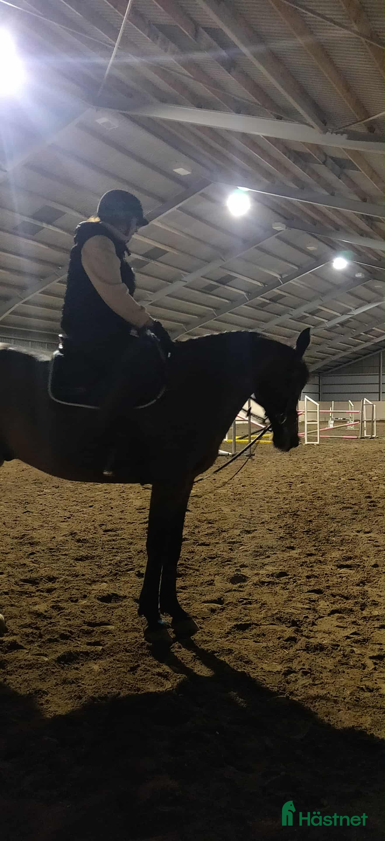  foderhäst Söker häst att köpa - Annons 5