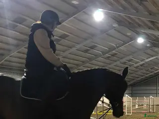 foderhäst Söker häst att köpa - Annons 5