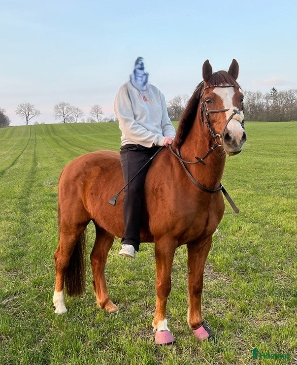  hästar Vacker Welsh i Harlösa - Annons 15