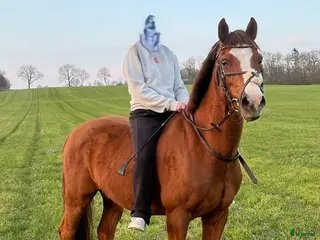 hästar Vacker Welsh i Harlösa - Annons 12