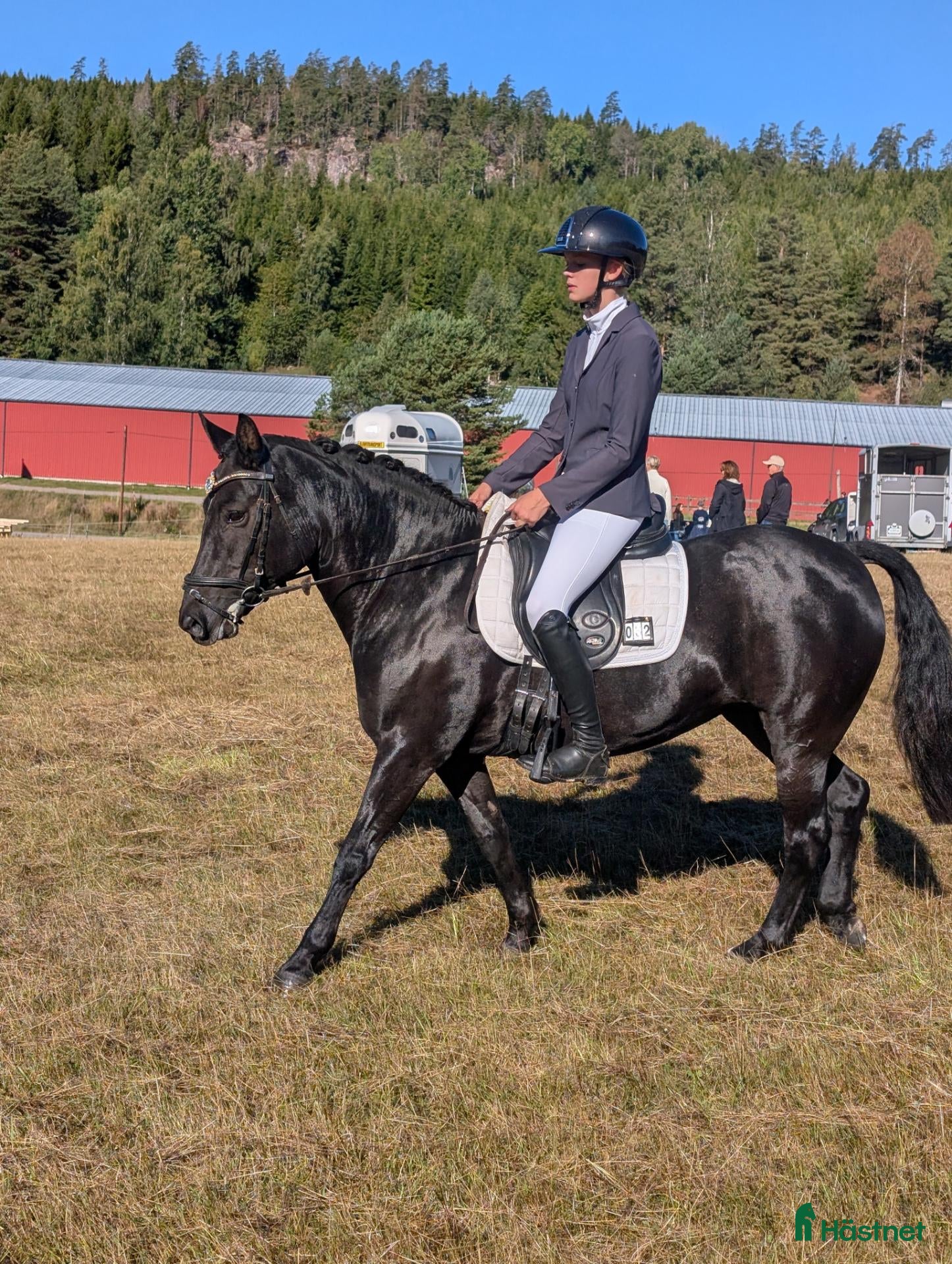 hästar Perfekt fälttävlansponny, maxad C - Annons 11