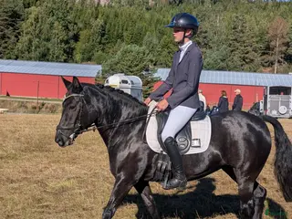 hästar Perfekt fälttävlansponny, maxad C - Annons 11