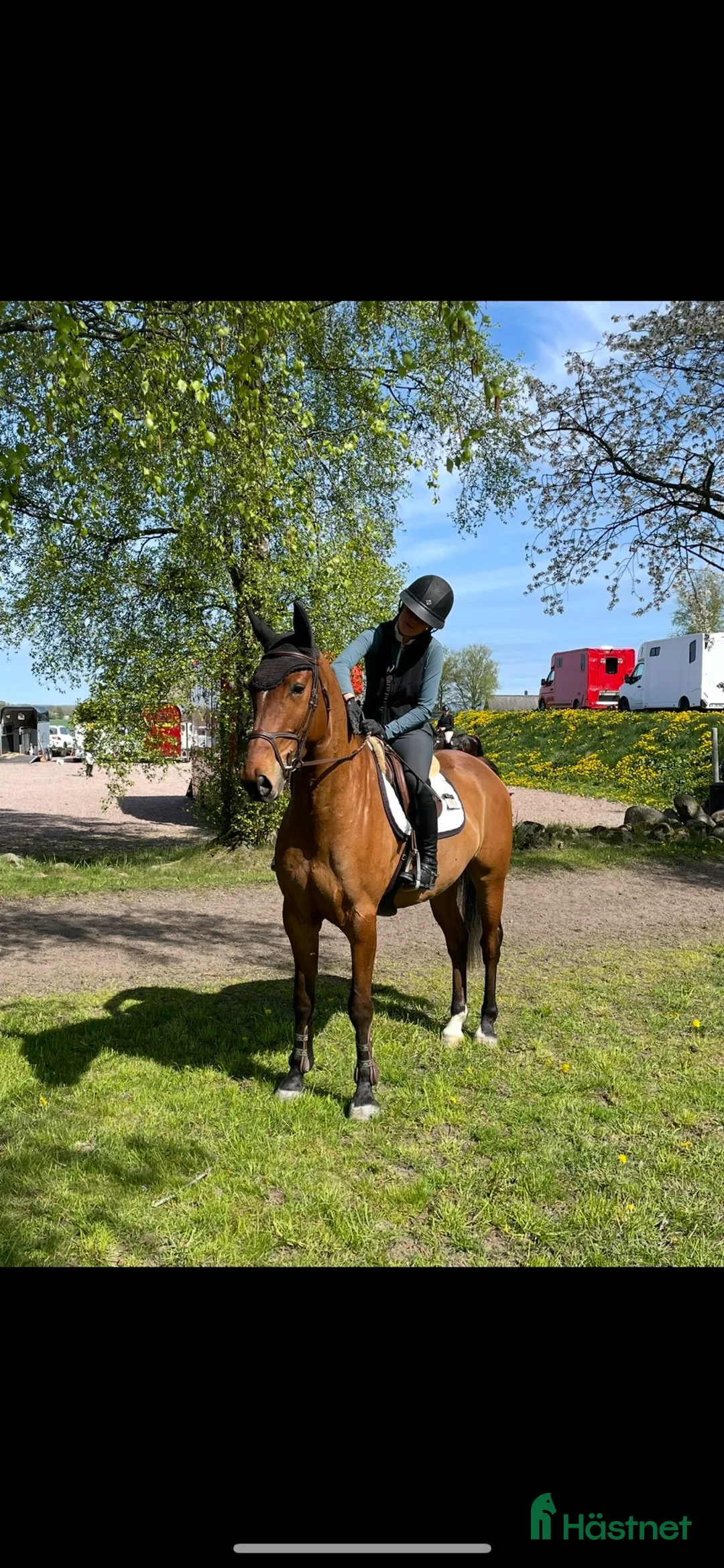 Hoppning hästar till salu: Världens snällaste valack med hög ridbarhet - Annons 2