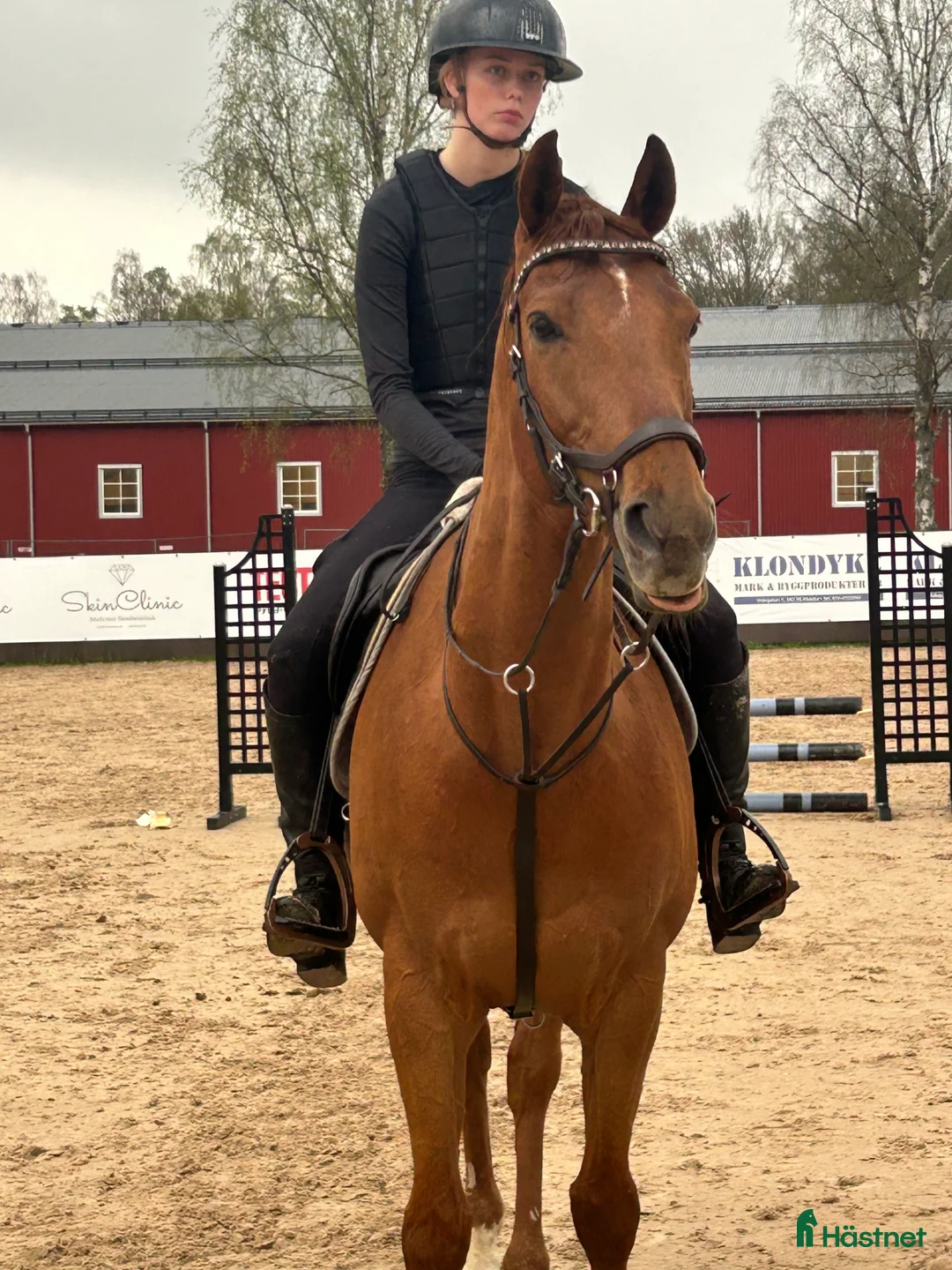 Allround hästar till salu: Fantastisk allroundhäst av lättare typ i Växjö - Annons 2