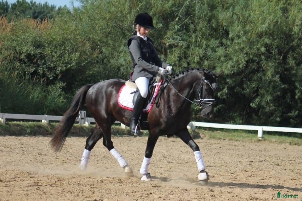  hästar Trevlig ridkompis och läromästare i Sankt OLOF - Annons 16