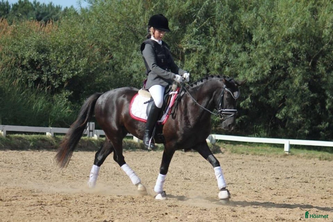 Allround hästar till salu: Trevlig ridkompis och läromästare i Sankt OLOF - Annons 1