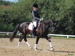 hästar Trevlig ridkompis och läromästare i Sankt OLOF - Annons 4
