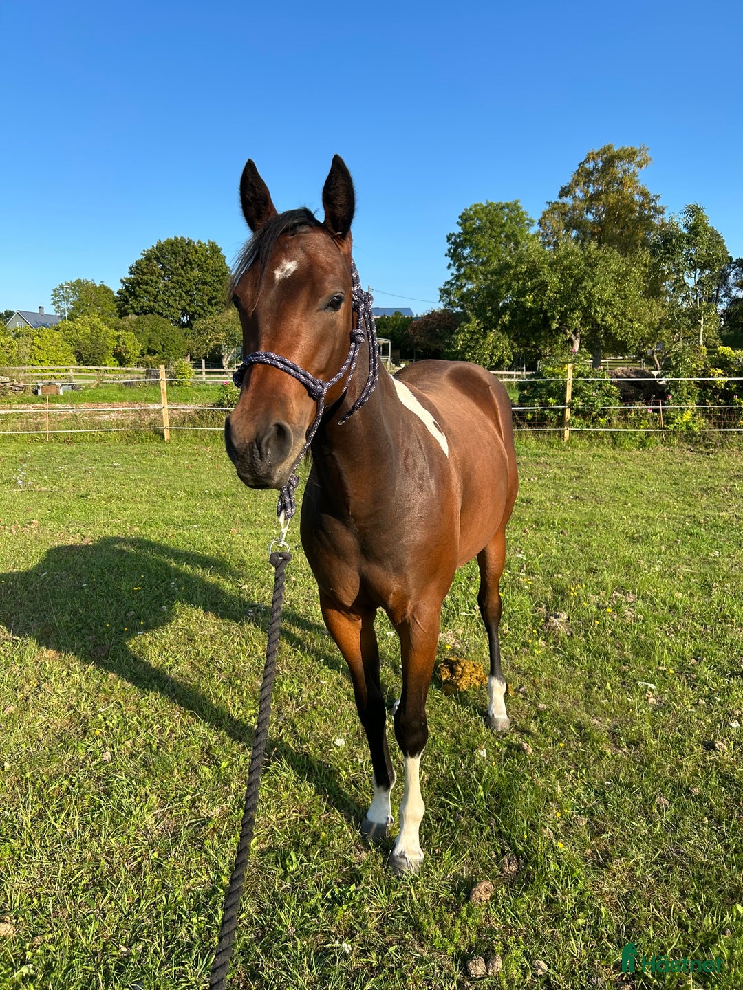 Western hästar till salu: Fin paint ❤️ i Romakloster - Annons 2