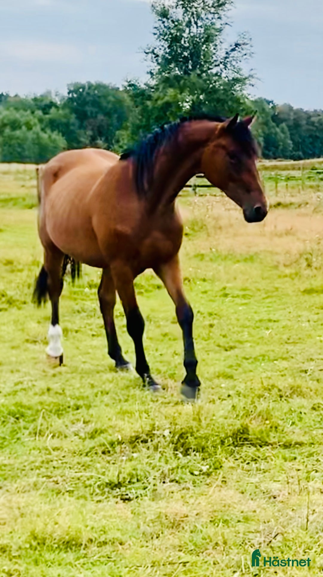 Hoppning hästar till salu: Avlad för hoppsport - Annons 4