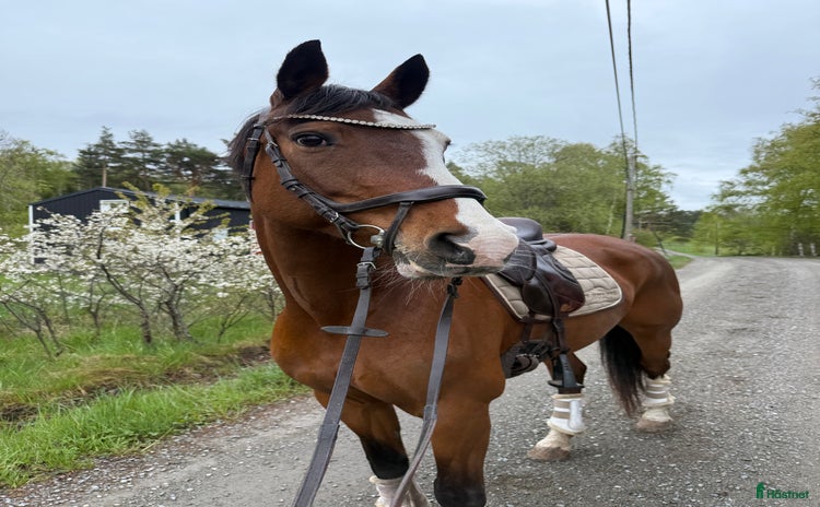 hästar i Skå - Annons 10