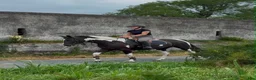 Allround hästar till salu: Beautiful coloured mare  - Annons 6