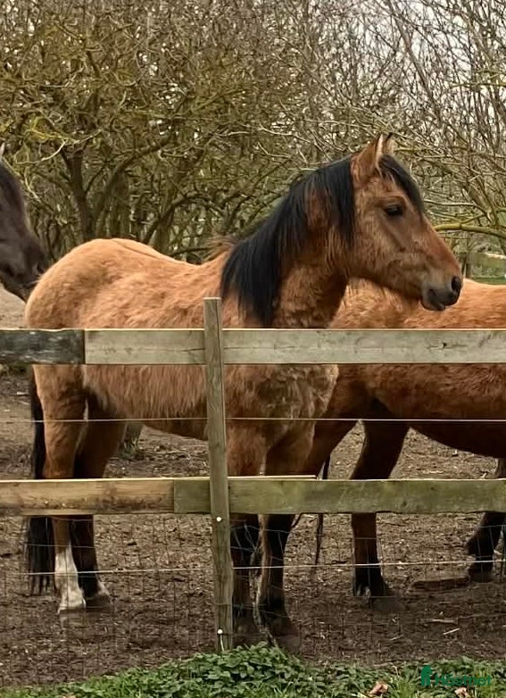  hästar Unghäst Kigermustang  - Annons 5