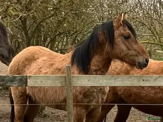 hästar Unghäst Kigermustang - Annons 5