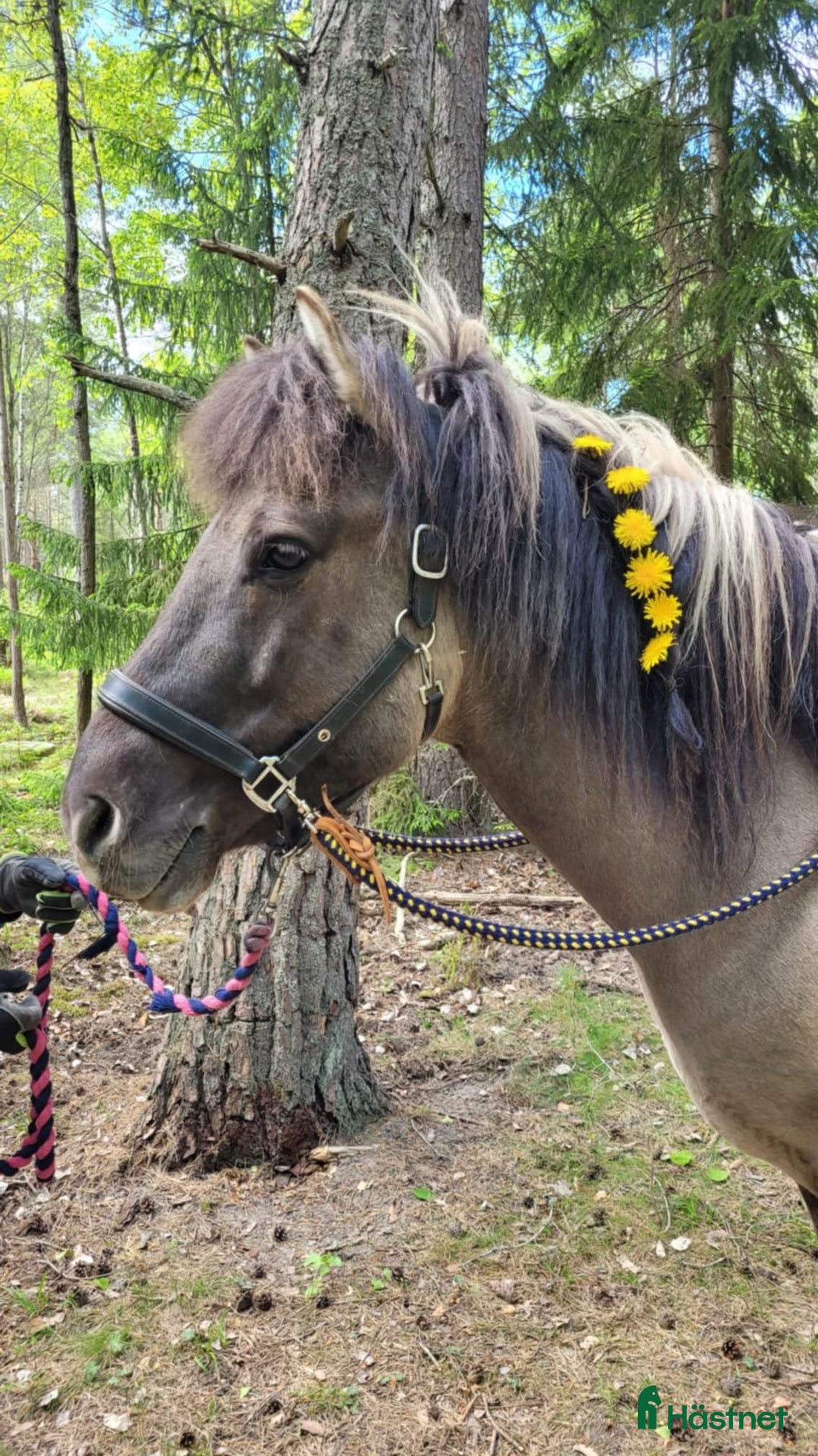 Island hästar till salu: Positiv, trygg, mysig islandshäst för skogsridning i Drottningholm - Annons 5