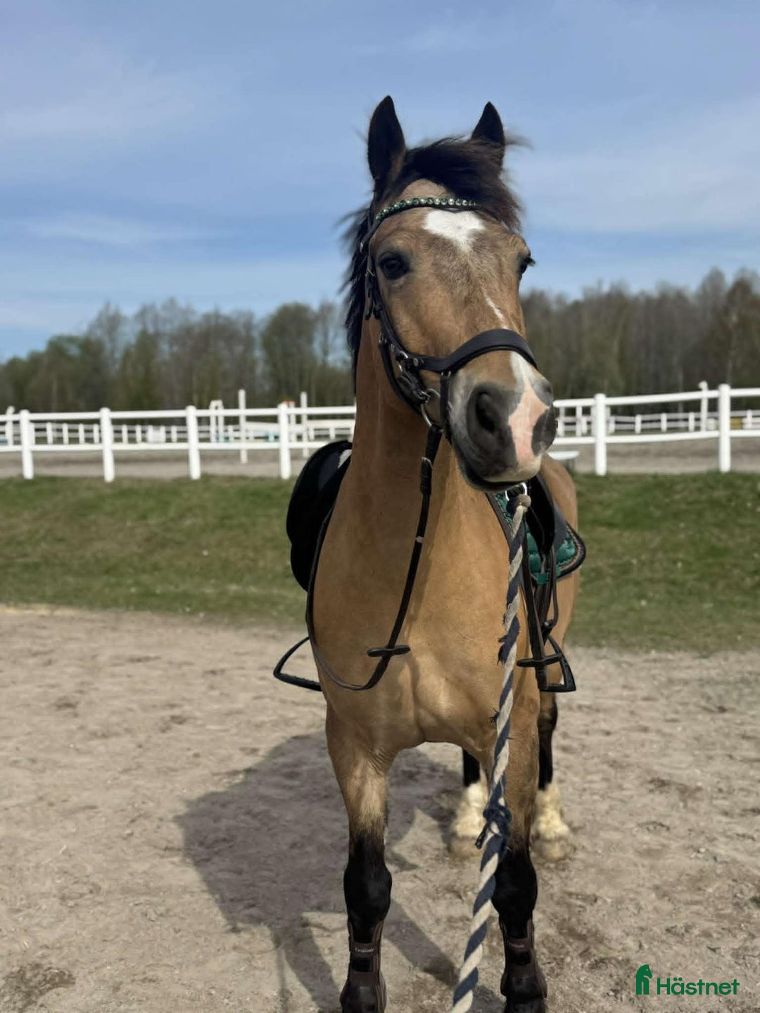 Allround hästar till salu: Rhoswen Samson  i Filipstad - Annons 2