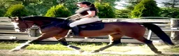Allround hästar till salu: Mila – 10-Year-Old Beautiful Versatile Family Mare - Annons 15