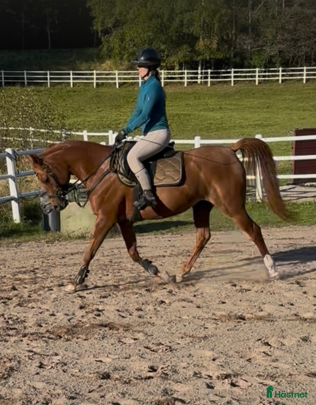 Allround hästar till salu: Sportigt Arab sto 4 år i Söderbärke - Annons 1