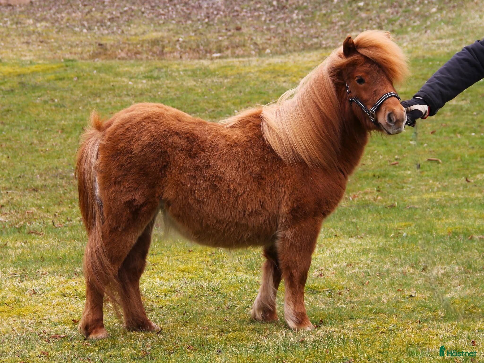  hästar Lovande ettåring - Annons 1