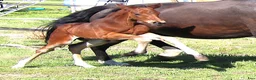 Dressyr hästar till salu: Gångartsföl med galopp ++ - Annons 2