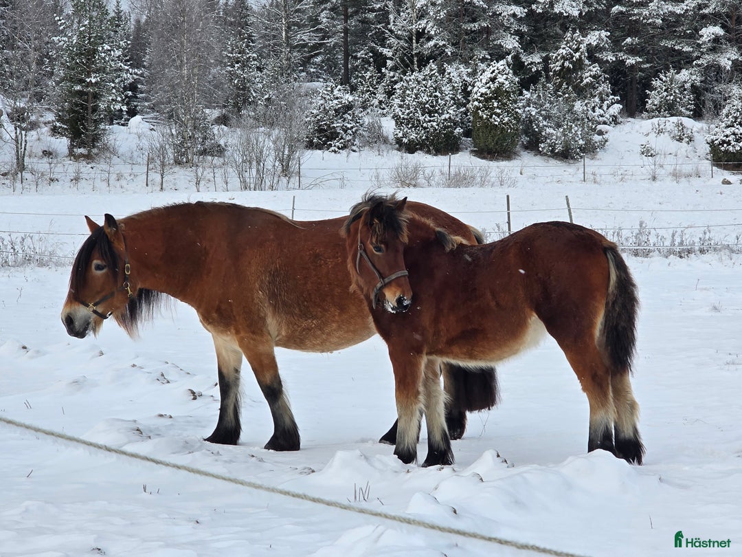 Körning hästar till salu: Unikt stoföl  i Järlåsa - Annons 2