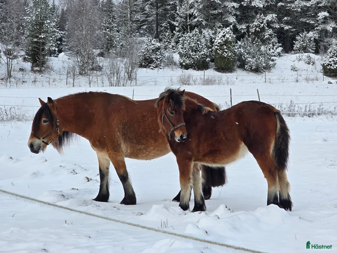 Körning hästar till salu: Unikt stoföl född 2025 - Annons 2