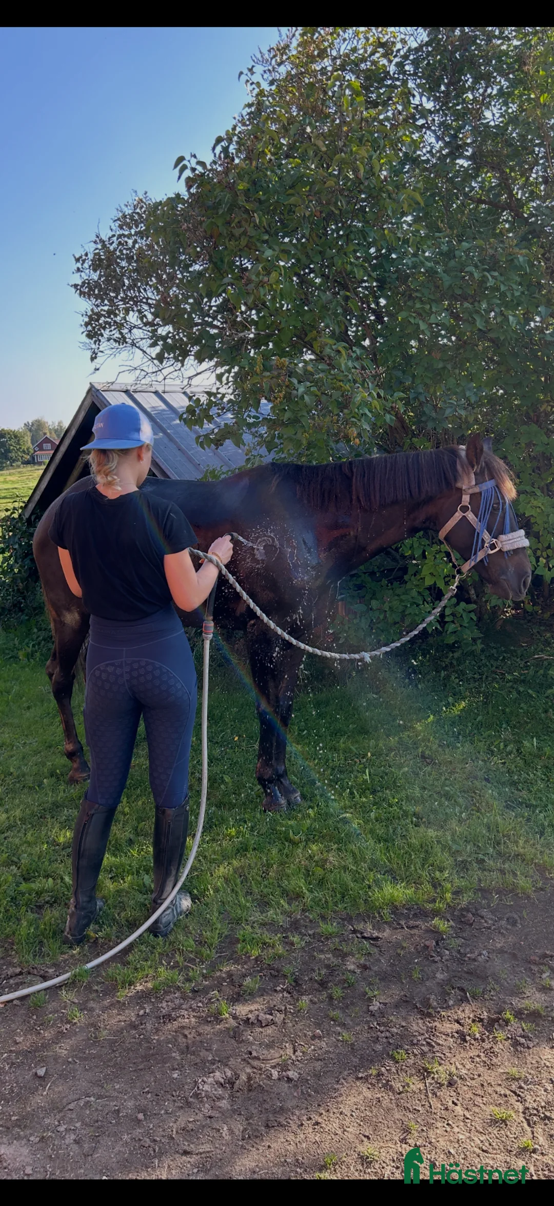 Hoppning hästar till salu: Maxad d-ponny  - Annons 8