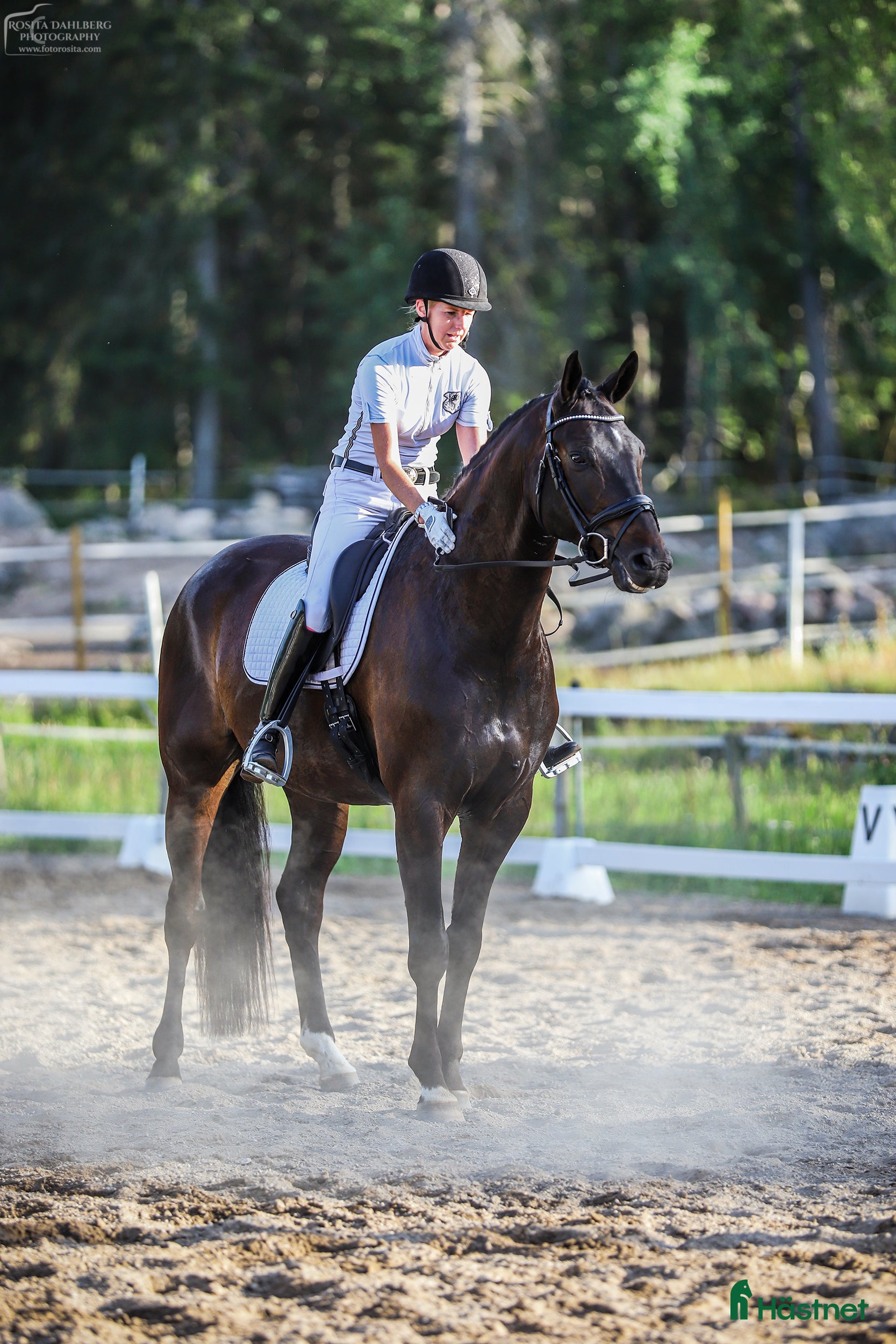  hästar Snäll, Snygg och med stor ridbarhet!  i Åkers Styckebruk - Annons 10