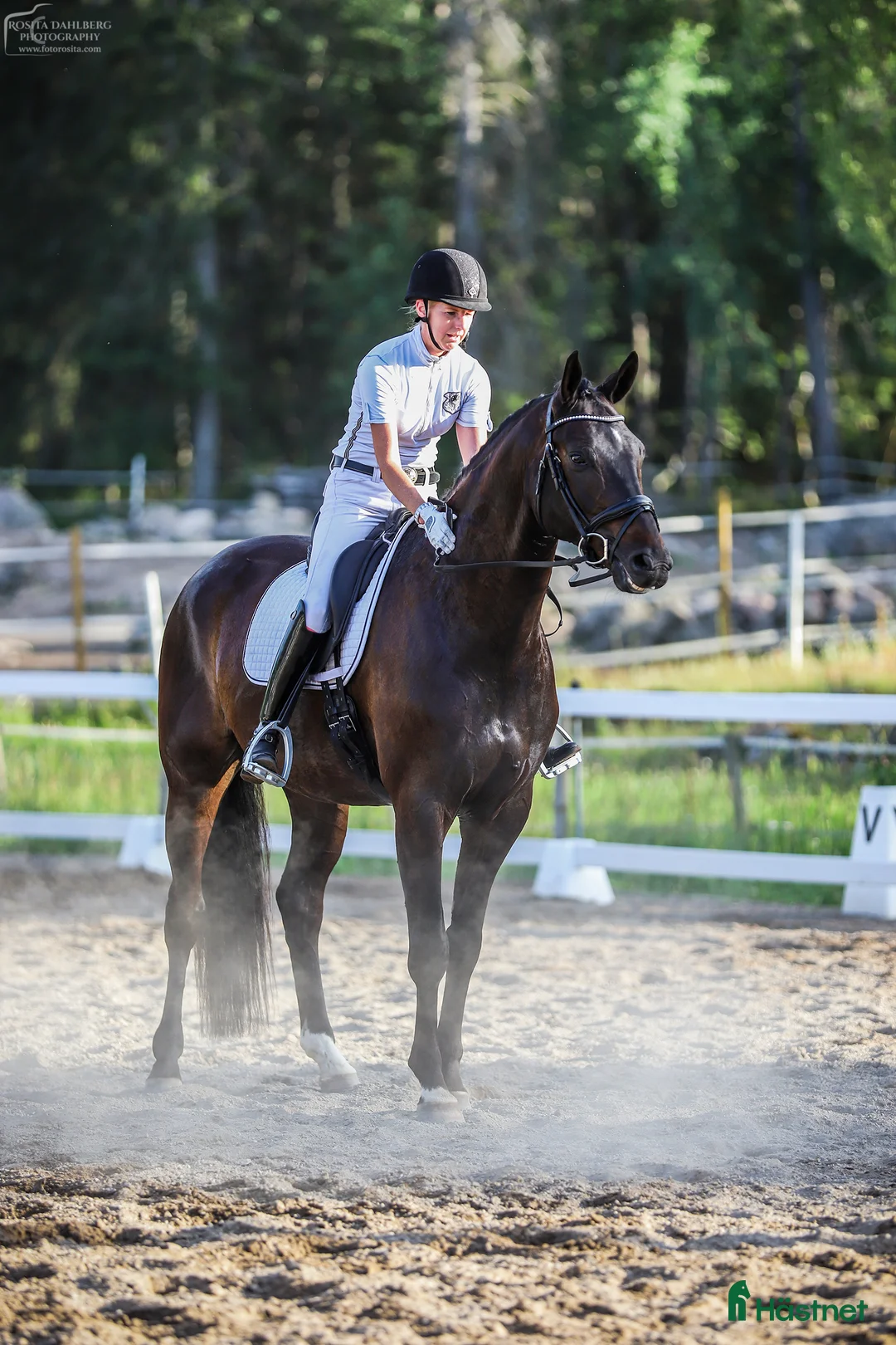 Dressyr hästar till salu: Snäll, Snygg och med stor ridbarhet!  i Åkers Styckebruk - Annons 1
