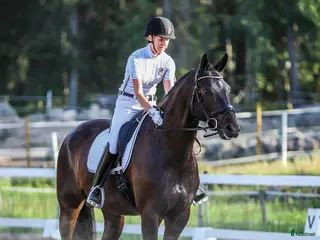 hästar Snäll, Snygg och med stor ridbarhet! i Åkers Styckebruk - Annons 10