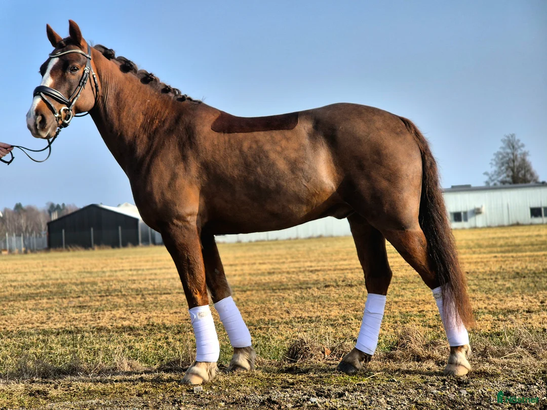 Dressyr hästar till salu: Dalamöllans Red Love - Annons 2