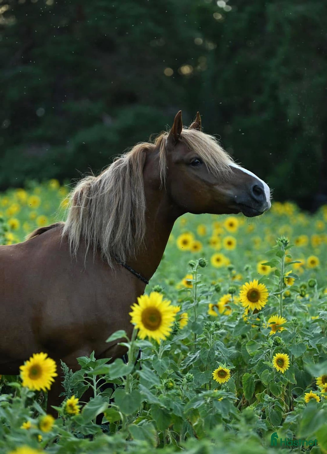 Allround hästar till salu: Söker varaktigt hem i Färjestaden - Annons 1