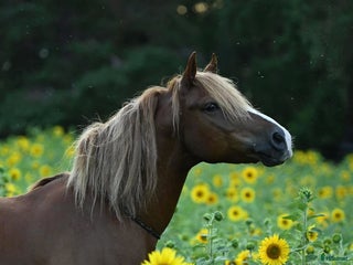 hästar Söker varaktigt hem i Färjestaden - Annons 17