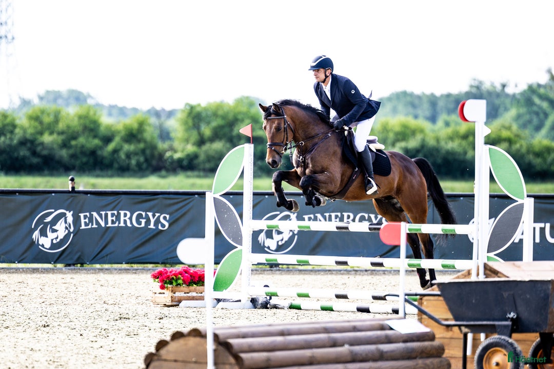 Hoppning hästar till salu: 5yo gelding by Zinedream, brother to 1.60 jumper i Malmö - Annons 2