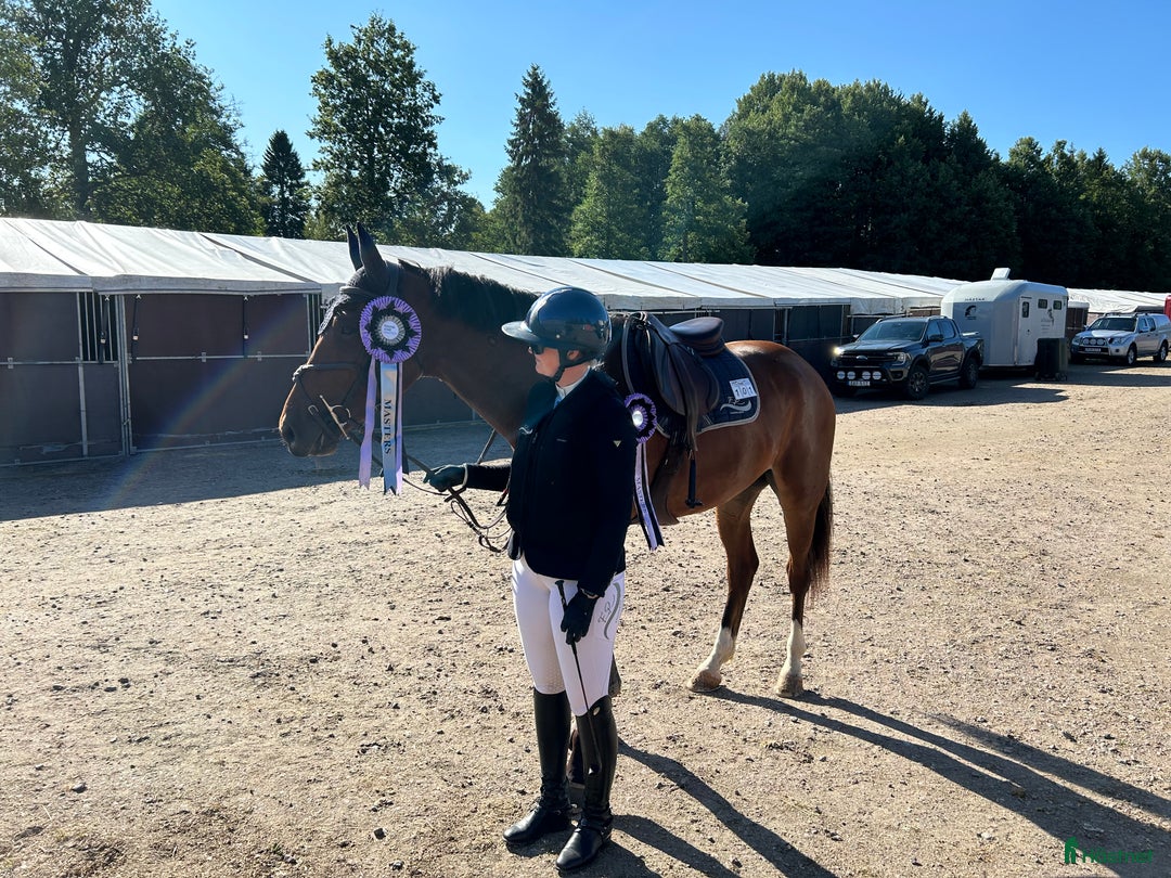 Hoppning hästar till salu: Härligt ridbar 4-åring. i Vikingstad - Annons 4