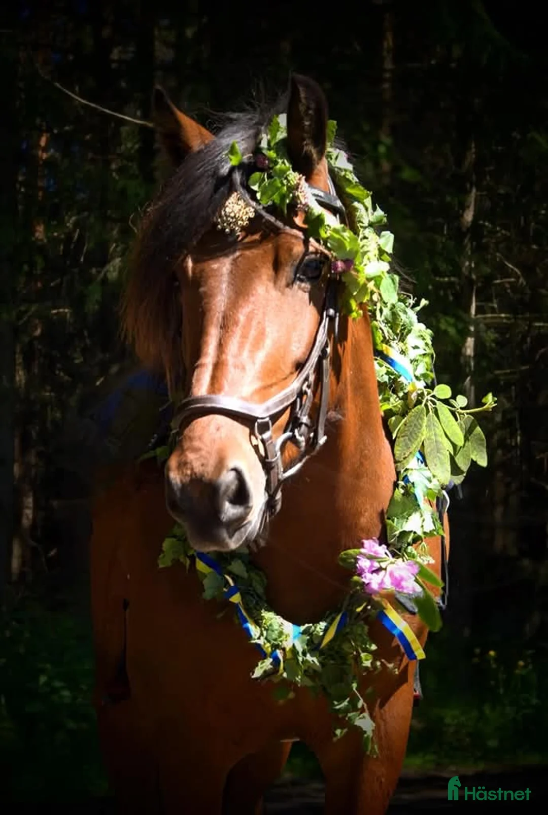 Allround hästar till salu: Inridet kallblodssto med ponnymått - Annons 2
