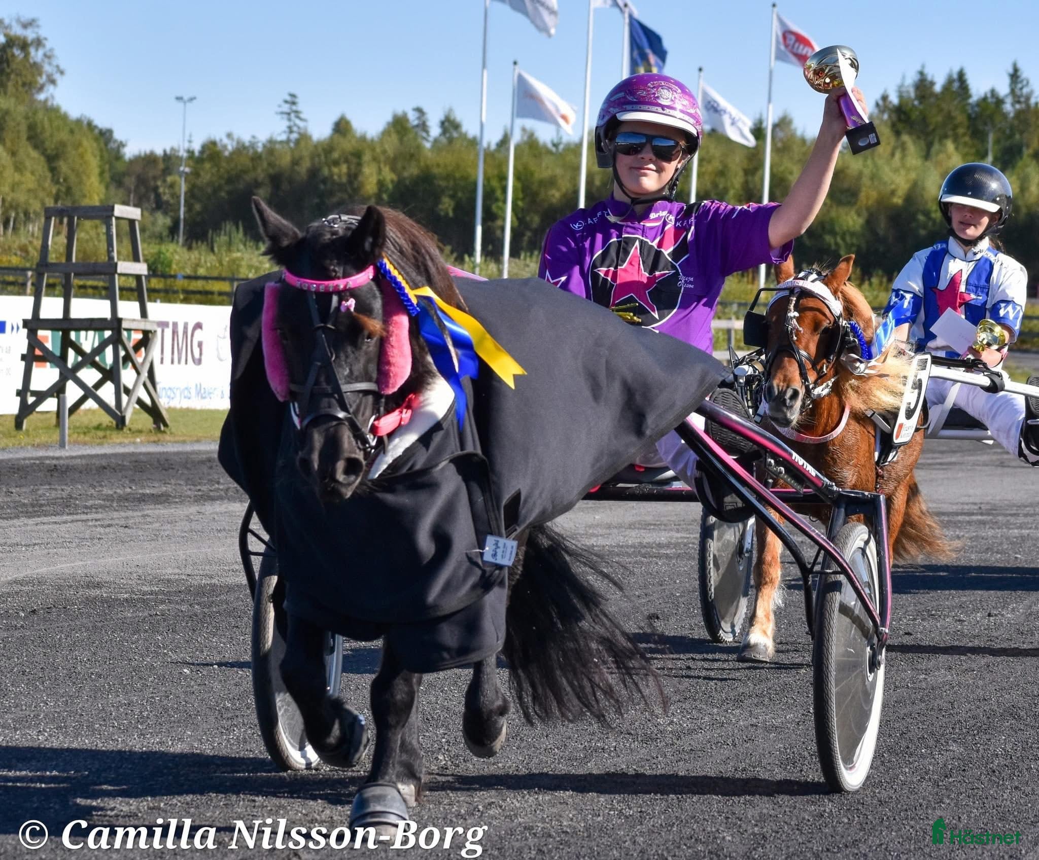  hästar 2st kanonfina och snabba/snälla ponnys - Annons 13