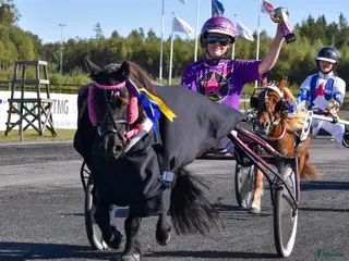 hästar 2st kanonfina och snabba/snälla ponnys - Annons 13
