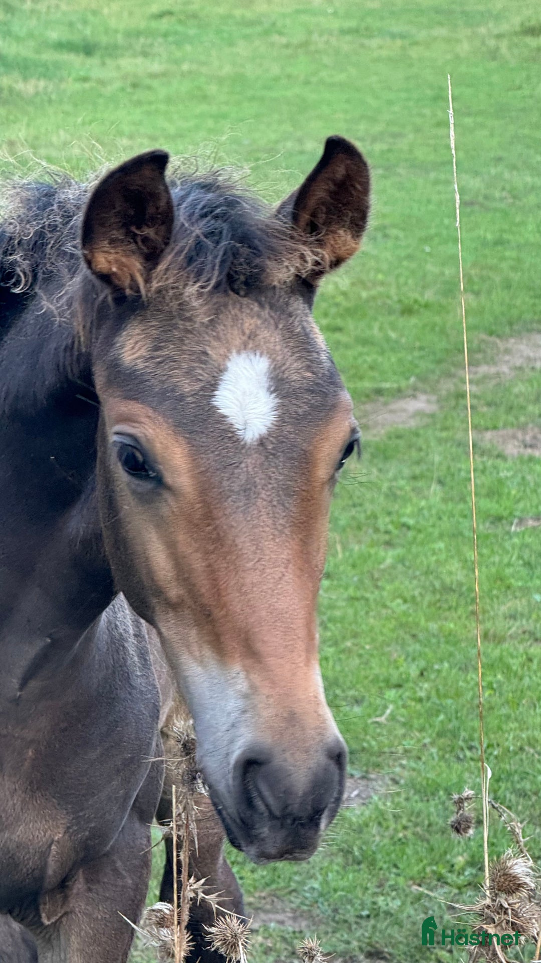 Allround hästar till salu: Fanzy i Simrishamn - Annons 5