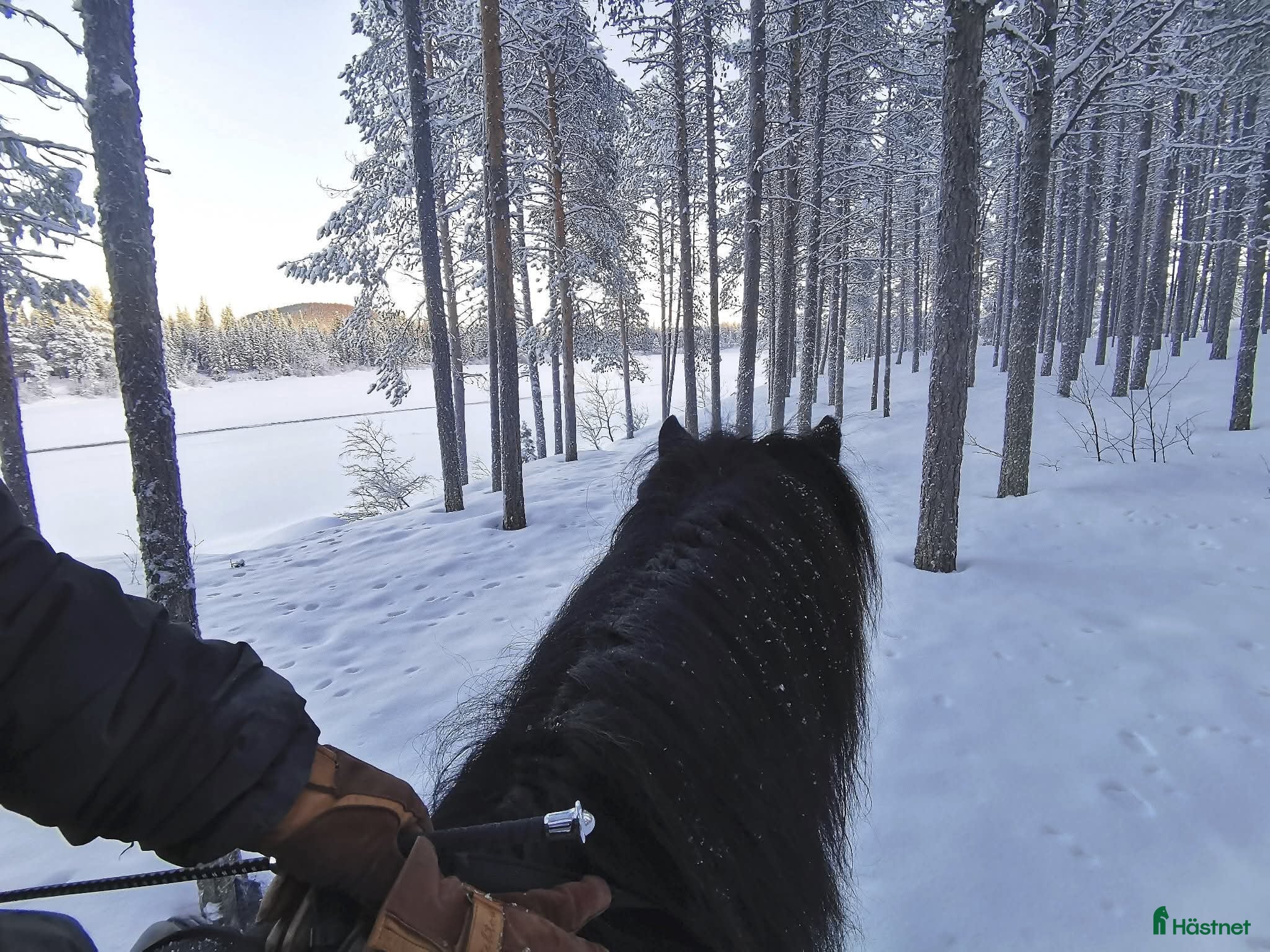  stallplats finnes: Boxplats islandshäst i Vittangi - Annons 1
