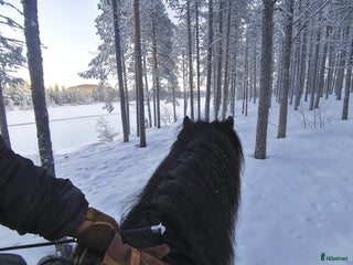 stallplats finnes: Boxplats islandshäst i Vittangi - Annons 1