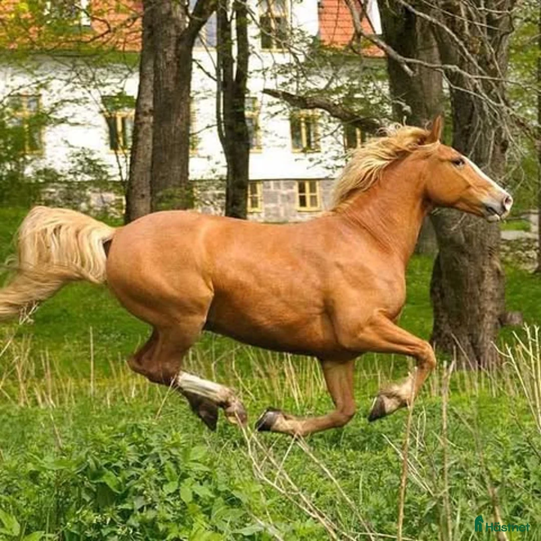 Sadlar hästutrustning till salu: Köpes Ergo x2 i Nyköping - Annons 1