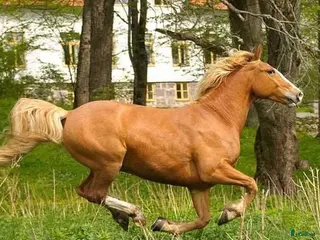 Sadlar hästutrustning Köpes Ergo x2 i Nyköping - Annons 14