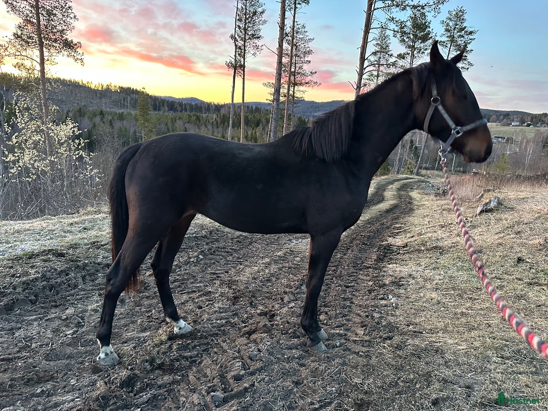 Dressyr hästar till salu: Social 2-åring i Sidensjö - Bild 2