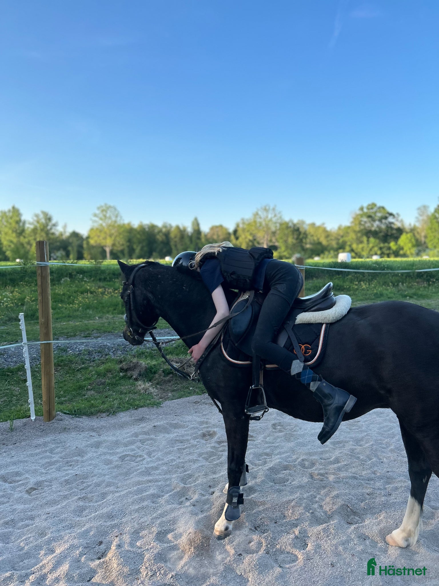  hästar C-ponny sökes - Annons 5