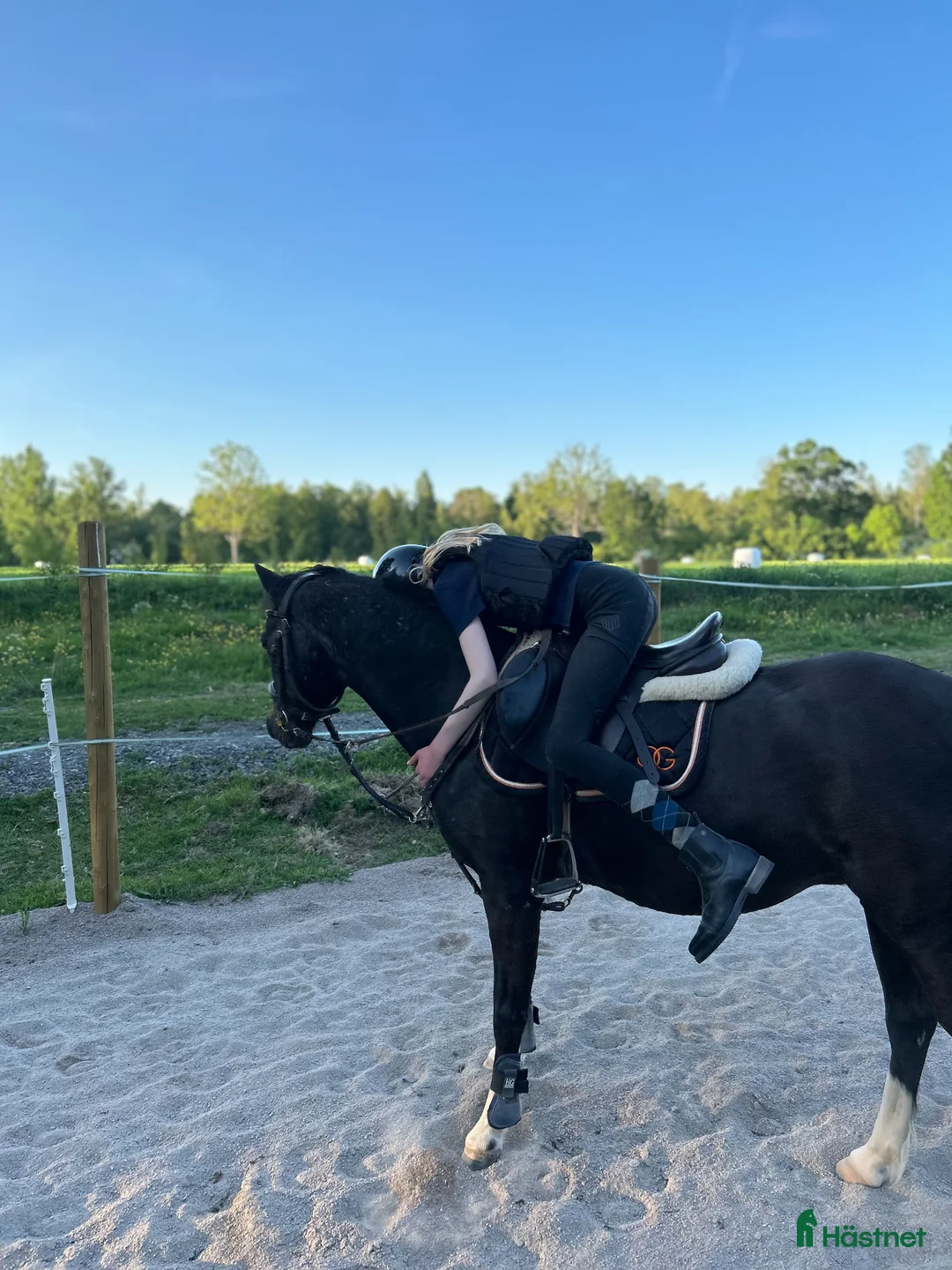 Allround hästar sökes: C-ponny sökes i Orrefors - Annons 1